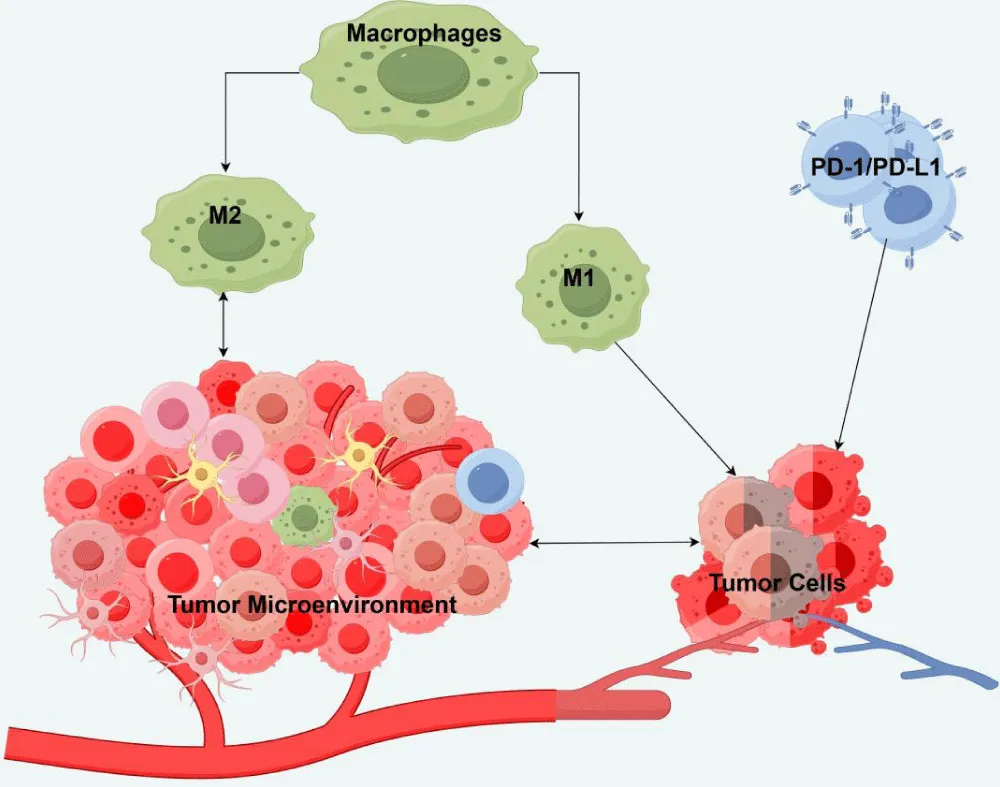 Exploring the Tumor Microenvironment: Macrophages and PD-1 Checkpoint Inhibitors