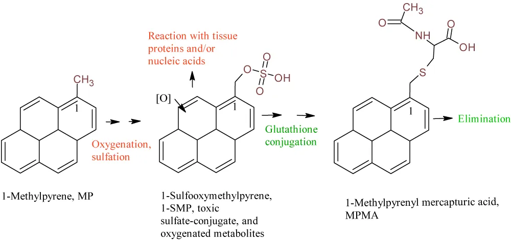 Polycyclic Aromatic Hydrocarbons (PAHs): The Role of Human Transport Systems in the Fate and Toxic Effects
