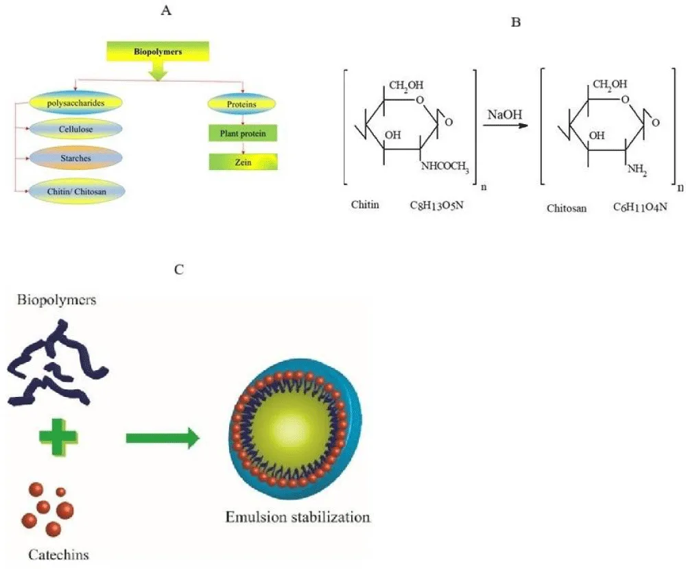 Biopolymer-Based Materials for Medicine and Health Care: A Review