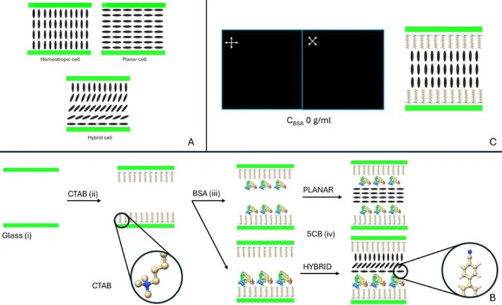 Highly Sensitive Liquid Crystal-Based Optical Biosensor for Quantitative Detection of Proteins