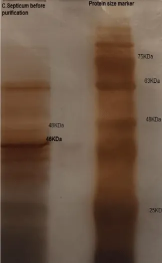 Detoxification and Characterization of an Alpha Nanotoxoid of Clostridium septicum In vitro and In vivo