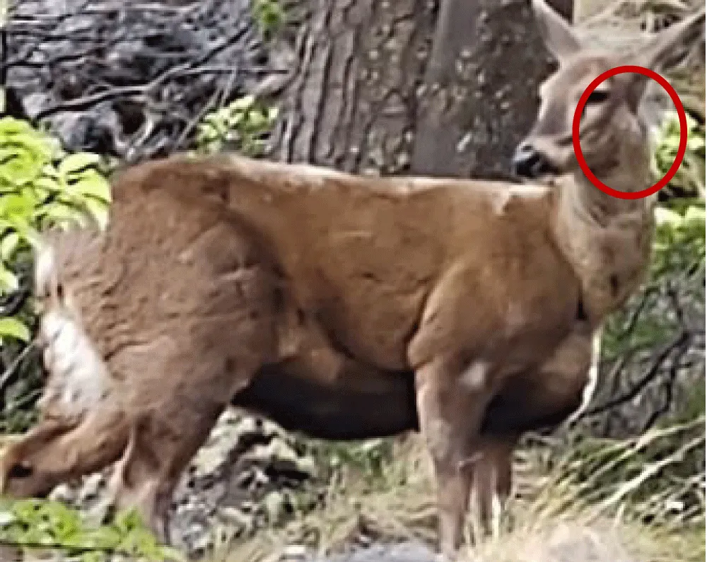 Prevalence and Molecular Confirmation of Corynebacterium pseudotuberculosis in Sheep Populations of Argentine Patagonia: Implications for Wildlife Conservation and One Health