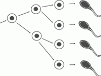 Academic Journals in Spermatogonia