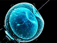 Experimental research on in vitro fertilization