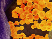 Current Science on Immunopathology