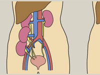 Latest Inventions in Renal Transplantation