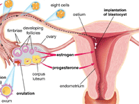 Best Published Papers on Ganadotropin Releasing Hormone